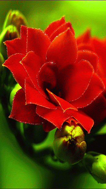94a31f984cf8ebd84930bb40ffdfc394db17ad400cd21e173d1f4cd50a7b1176 - write name on romantic red flower
