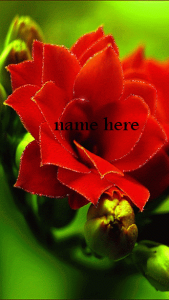 red flower