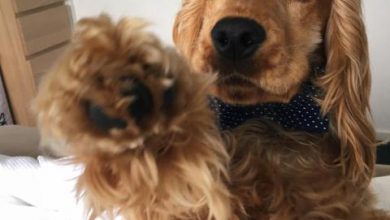 Dog cute image puppies photo funny puppys image 461 390x220 - Dog cute image puppies photo funny puppys image # 461