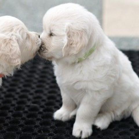 Dog cute image puppies photo funny puppys image 552 - Dog cute image puppies photo funny puppys image # 552