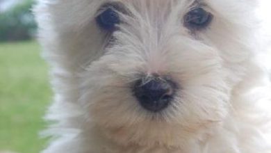 Dog cute image puppies photo funny puppys image 558 390x220 - Dog cute image puppies photo funny puppys image # 558