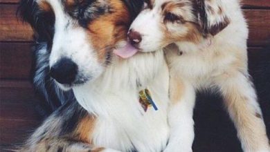 Dog cute image puppies photo funny puppys image 561 390x220 - Dog cute image puppies photo funny puppys image # 561