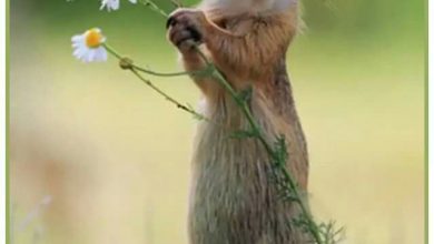 Photo of Good morning google good morning image