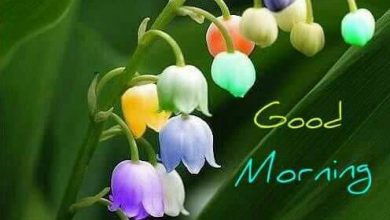 Photo of Morning vs good morning good morning image