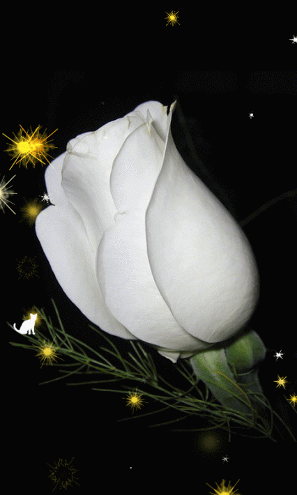 Blooming Rose Gif romantic gif flowers - Blooming Rose Gif romantic gif flowers