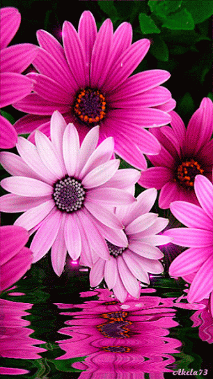 Flower Image romantic gif flowers - Flower Image romantic gif flowers