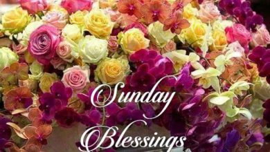 Happy Sunday Wishes Text Sunday images and quotes 390x220 - Happy Sunday Wishes Text Sunday images and quotes