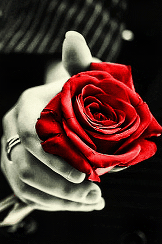 Moving Flower Pictures romantic gif flowers 1 - Moving Flower Pictures romantic gif flowers